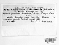Caryospora putaminum image
